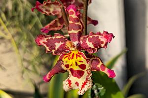 20250222_135348 Tower Hill Botanic Garden, MA